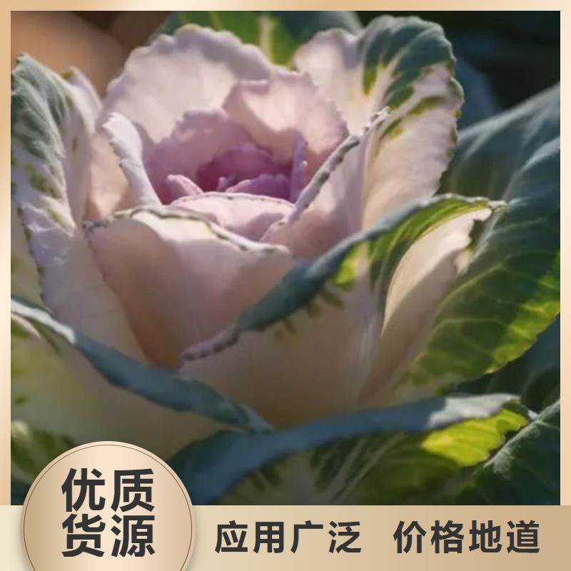生产甘蓝粉的经销商