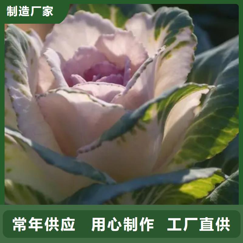 甘蓝粉质量为本