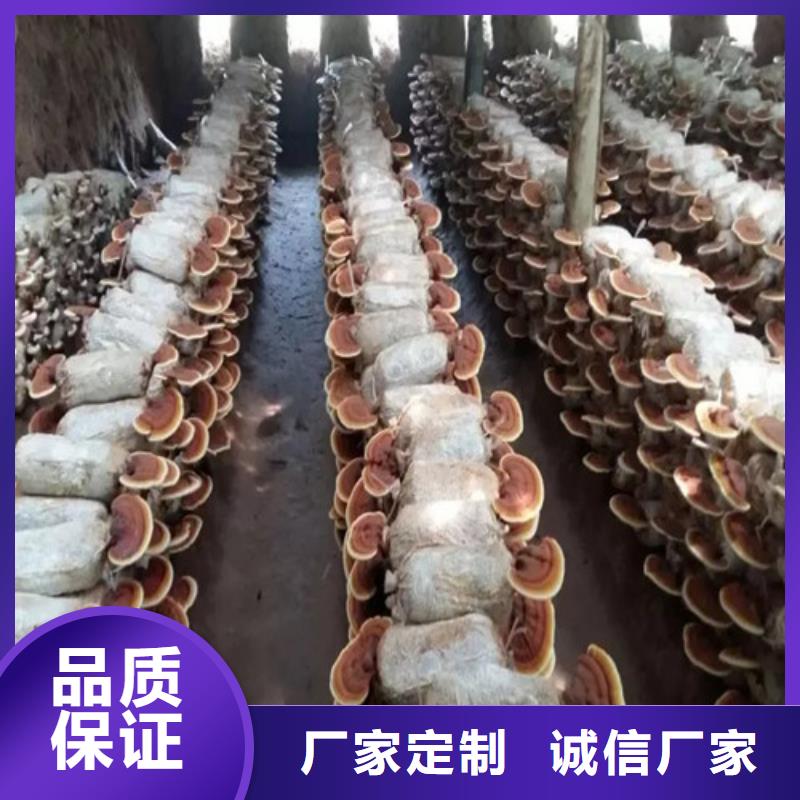灵芝菌包-视频-昭通市灵芝菌包-云海灵芝种植专业社(昭通市分公司)服务区域昭阳|巧家|普洱|保山|临沧|德宏|楚雄