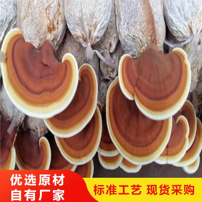灵芝菌包-视频-灵芝菌包(云海)覆盖地域江西省景德镇市珠山|浮梁|上饶|九江|赣州|南昌|宜春|新余|萍乡