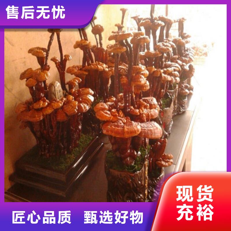 灵芝菌包-视频-灵芝菌包_江苏省扬州市市场覆盖宝应|江都|宿迁|淮安|苏州|南通|南京|常州|无锡等