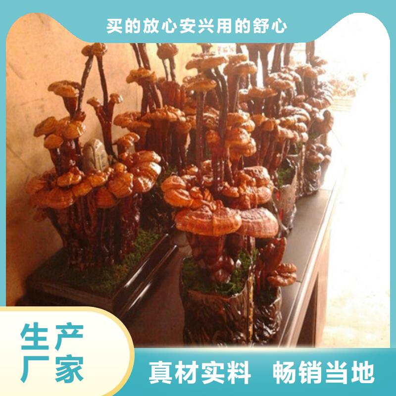 灵芝孢子粉【大别山灵芝】应用广泛