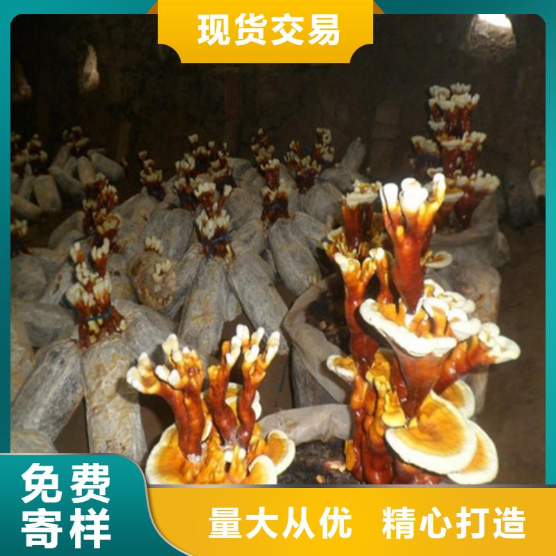 设计合理【灵芝孢子粉】,灵芝孢子粉批发生产型-分类和特点