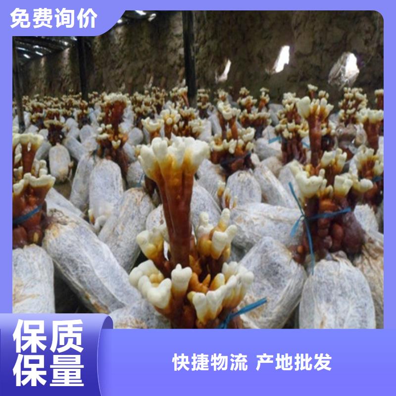 灵芝菌包-视频-新蔡|西平|濮阳|新乡|许昌|商丘云海灵芝菌包_ 云海灵芝种植专业社(驻马店市分公司)