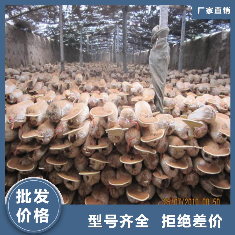 诚信经营现货现发 灵芝孢子粉,【灵芝菌种】品质保证实力见证-《同城》货源