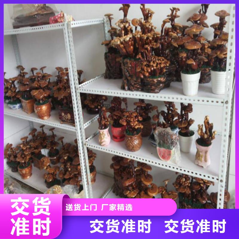 灵芝菌包-视频-灵芝菌包(云海)覆盖地域江西省景德镇市珠山|浮梁|上饶|九江|赣州|南昌|宜春|新余|萍乡