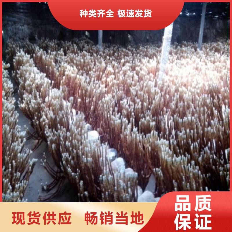 设计合理【灵芝孢子粉】,灵芝孢子粉批发生产型-分类和特点