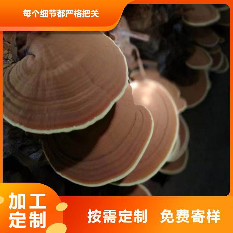 灵芝菌包视频-灵芝菌包|扬州市|仪征|江都|南通|宿迁|苏州|常州|徐州