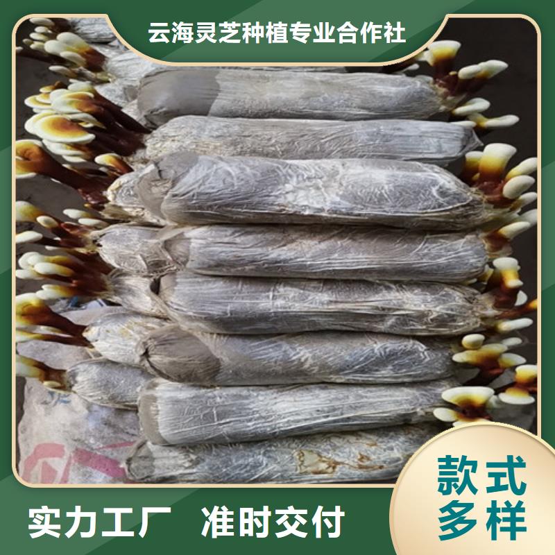 【源头厂家来图定制 灵芝孢子粉,灵芝孢子粉批发精选货源】-安装简单-云海灵芝种植专业合作社