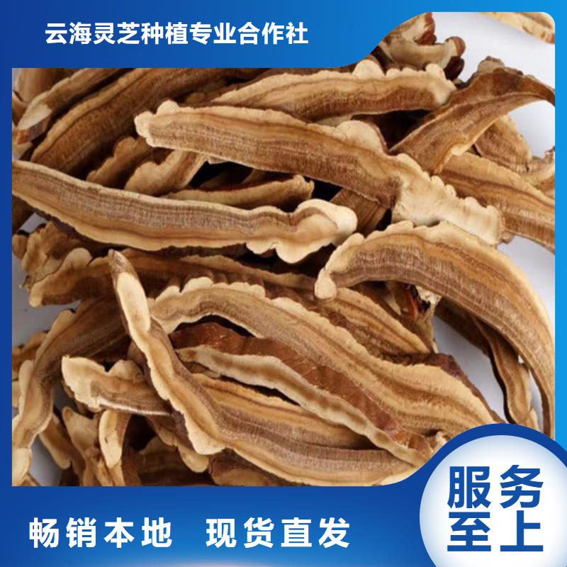 灵芝菌包-视频-灵芝菌包_江苏省扬州市市场覆盖宝应|江都|宿迁|淮安|苏州|南通|南京|常州|无锡等