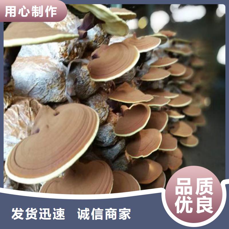 灵芝菌包-视频-昭通市灵芝菌包-云海灵芝种植专业社(昭通市分公司)服务区域昭阳|巧家|普洱|保山|临沧|德宏|楚雄