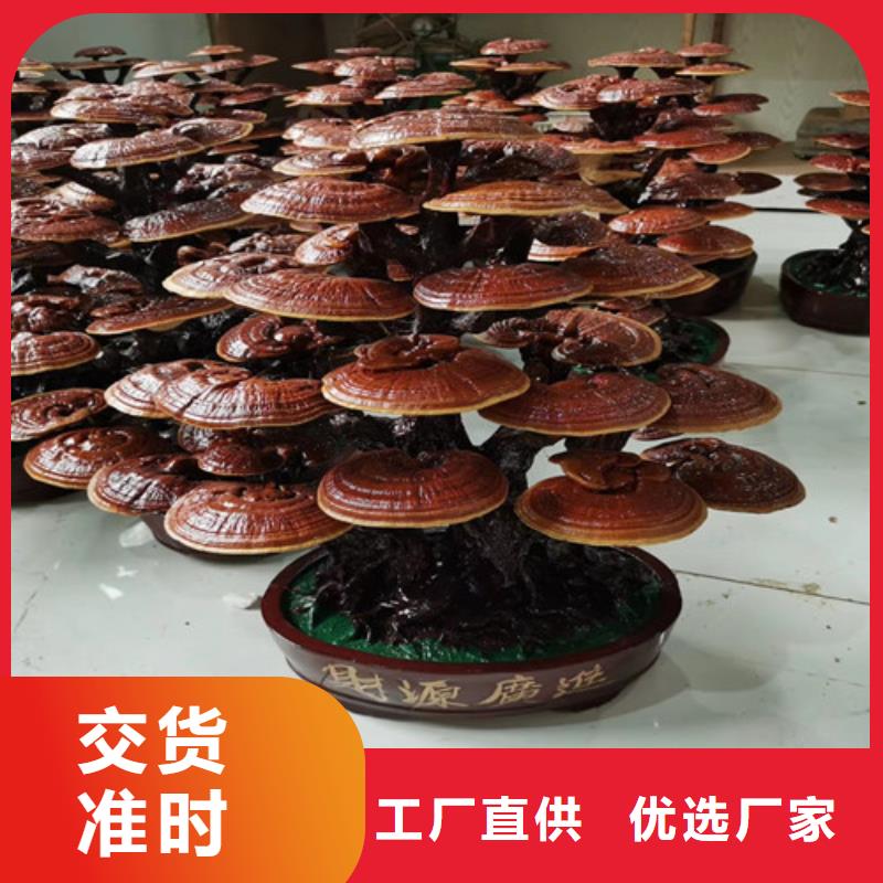 灵芝菌包视频-灵芝菌包|扬州市|仪征|江都|南通|宿迁|苏州|常州|徐州