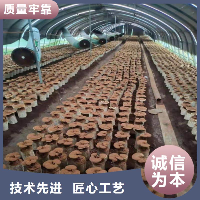 灵芝菌包-视频-江西省景德镇市云海灵芝菌包可服务区域珠山|浮梁|赣州|吉安|宜春|抚州|萍乡|南昌|新余等
