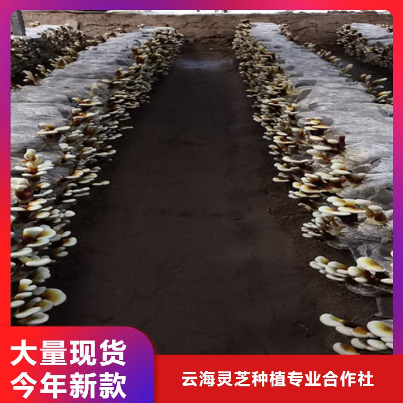 灵芝孢子粉【大别山灵芝】应用广泛