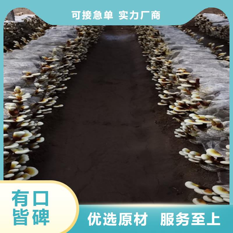 灵芝菌包-视频-新蔡|西平|濮阳|新乡|许昌|商丘云海灵芝菌包_ 云海灵芝种植专业社(驻马店市分公司)