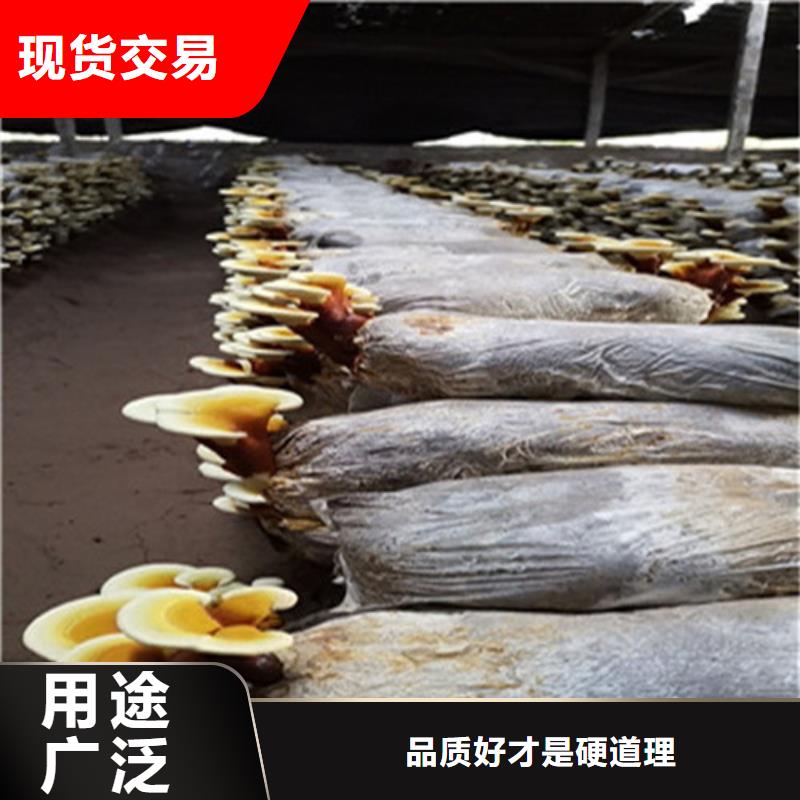 诚信经营现货现发 灵芝孢子粉,【灵芝菌种】品质保证实力见证-《同城》货源