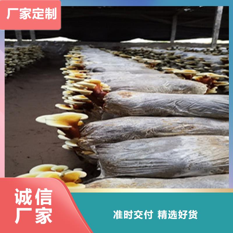 灵芝菌包-视频-江西省景德镇市云海灵芝菌包可服务区域珠山|浮梁|赣州|吉安|宜春|抚州|萍乡|南昌|新余等