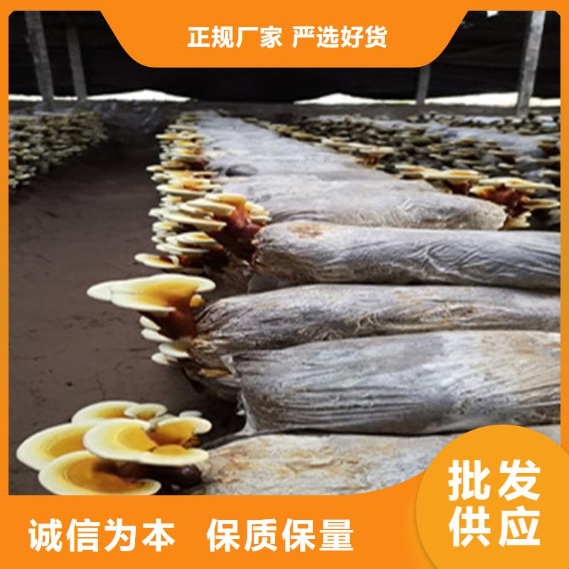 灵芝菌包-视频-新蔡|西平|濮阳|新乡|许昌|商丘云海灵芝菌包_ 云海灵芝种植专业社(驻马店市分公司)