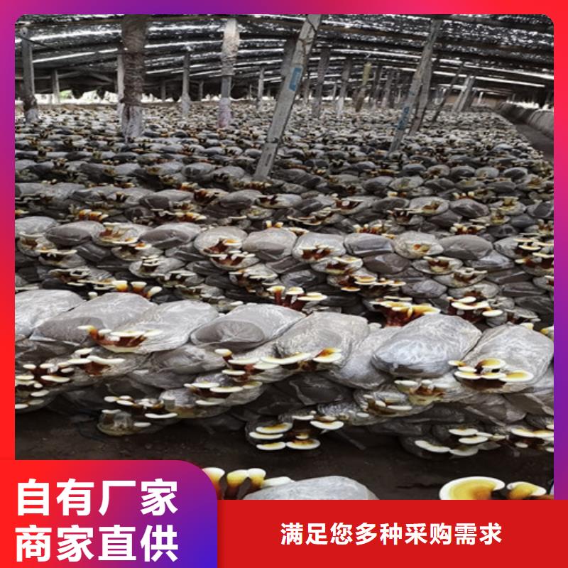 灵芝菌包-视频-昭通市灵芝菌包-云海灵芝种植专业社(昭通市分公司)服务区域昭阳|巧家|普洱|保山|临沧|德宏|楚雄