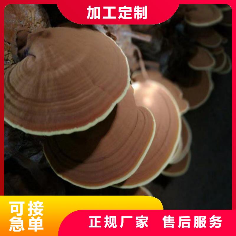 灵芝菌包-视频-灵芝菌包_江苏省扬州市市场覆盖宝应|江都|宿迁|淮安|苏州|南通|南京|常州|无锡等