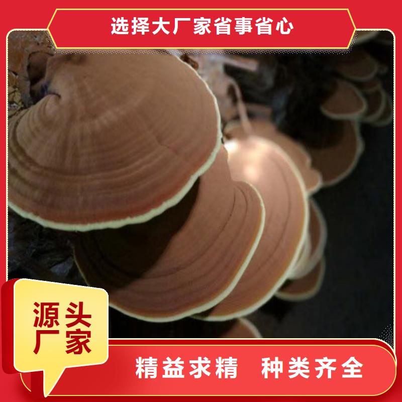 灵芝菌包-视频-昭通市灵芝菌包-云海灵芝种植专业社(昭通市分公司)服务区域昭阳|巧家|普洱|保山|临沧|德宏|楚雄
