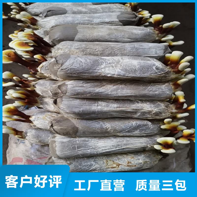 灵芝菌包-视频-江西省景德镇市云海灵芝菌包可服务区域珠山|浮梁|赣州|吉安|宜春|抚州|萍乡|南昌|新余等