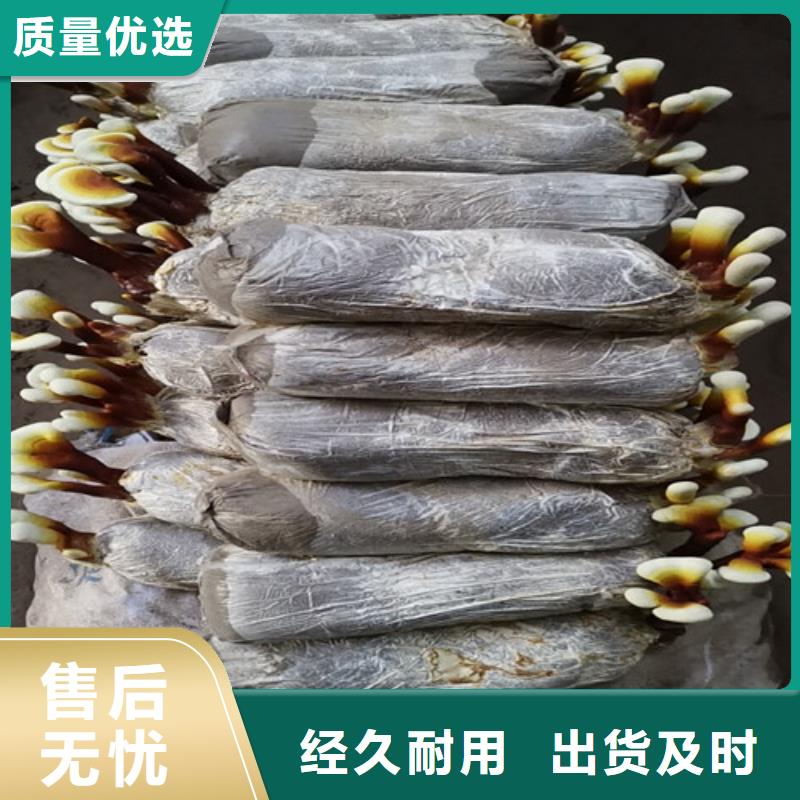灵芝菌包-视频-新蔡|西平|濮阳|新乡|许昌|商丘云海灵芝菌包_ 云海灵芝种植专业社(驻马店市分公司)