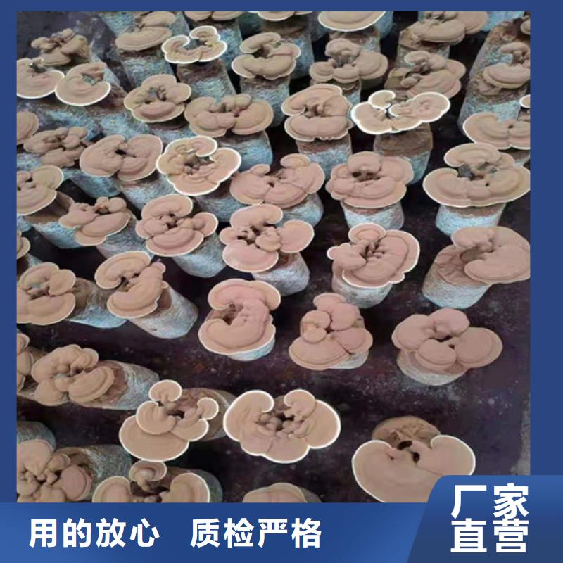 灵芝菌包-视频-江西省景德镇市云海灵芝菌包可服务区域珠山|浮梁|赣州|吉安|宜春|抚州|萍乡|南昌|新余等