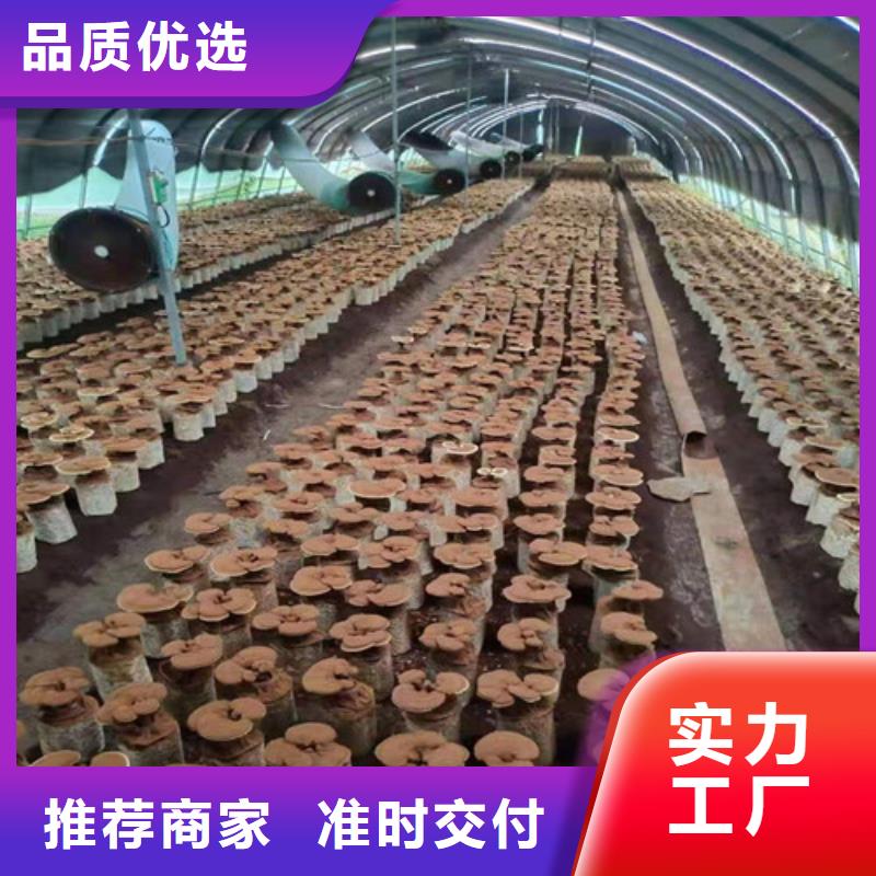 灵芝菌包-视频-江西省景德镇市云海灵芝菌包可服务区域珠山|浮梁|赣州|吉安|宜春|抚州|萍乡|南昌|新余等