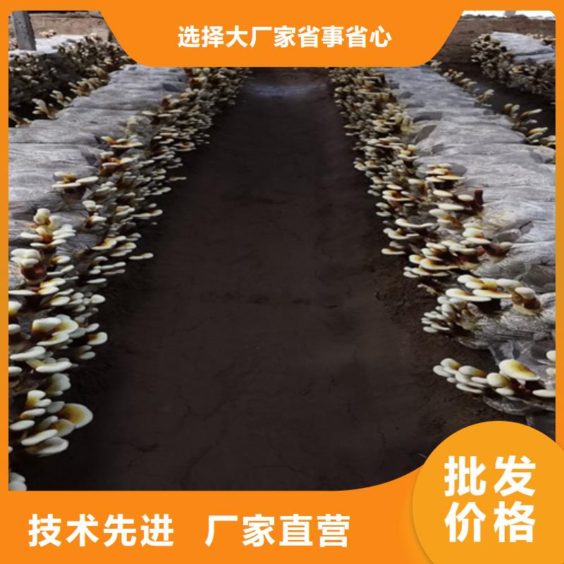 灵芝菌包-视频-昭通市灵芝菌包-云海灵芝种植专业社(昭通市分公司)服务区域昭阳|巧家|普洱|保山|临沧|德宏|楚雄