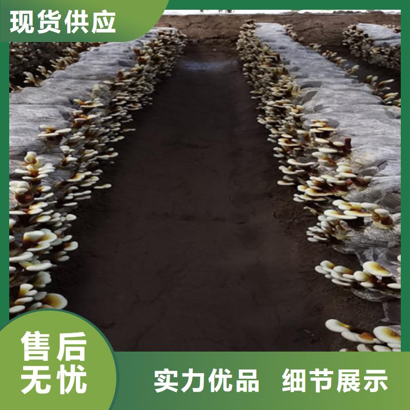 灵芝菌包-视频-江西省景德镇市云海灵芝菌包可服务区域珠山|浮梁|赣州|吉安|宜春|抚州|萍乡|南昌|新余等