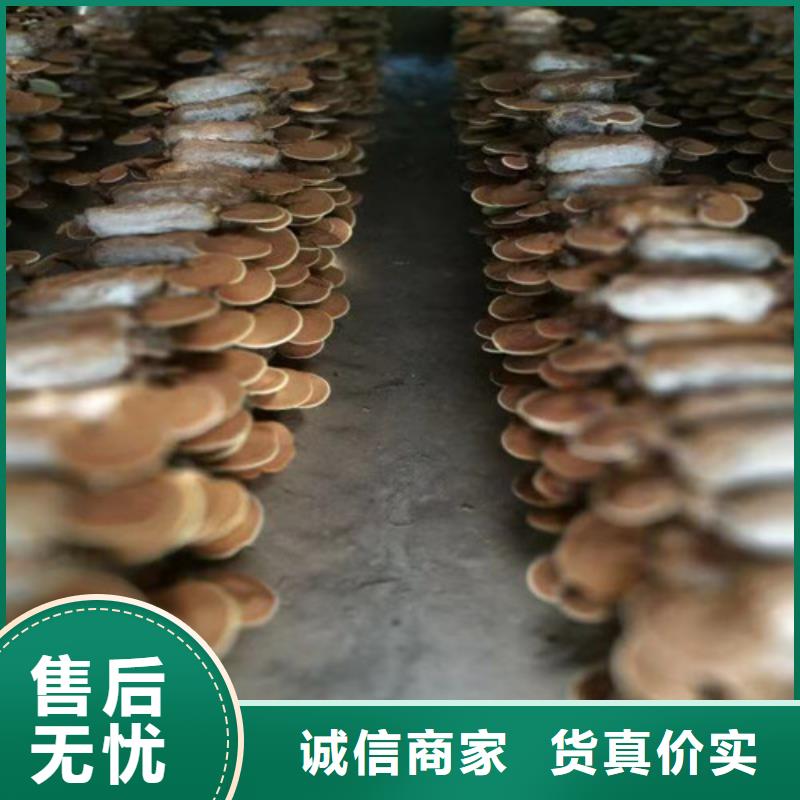 灵芝菌包视频-灵芝菌包|扬州市|仪征|江都|南通|宿迁|苏州|常州|徐州