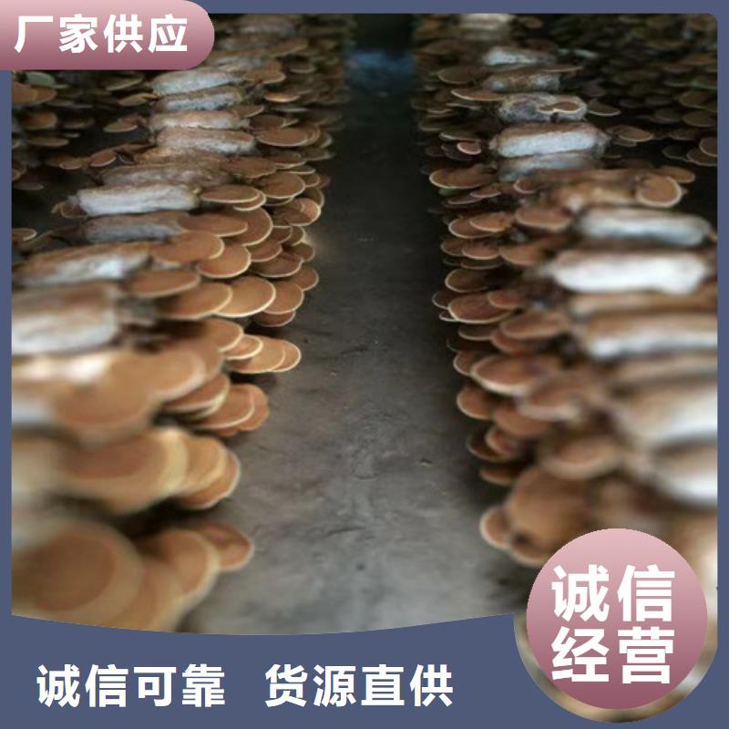 灵芝菌包-视频-灵芝菌包(云海)覆盖地域江西省景德镇市珠山|浮梁|上饶|九江|赣州|南昌|宜春|新余|萍乡