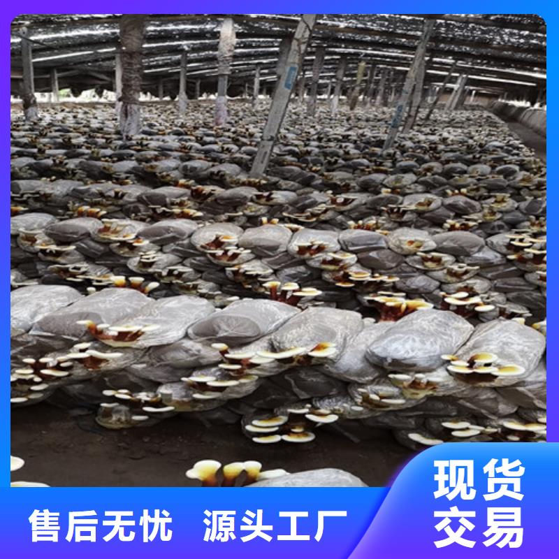 灵芝菌包-视频-江西省景德镇市云海灵芝菌包可服务区域珠山|浮梁|赣州|吉安|宜春|抚州|萍乡|南昌|新余等