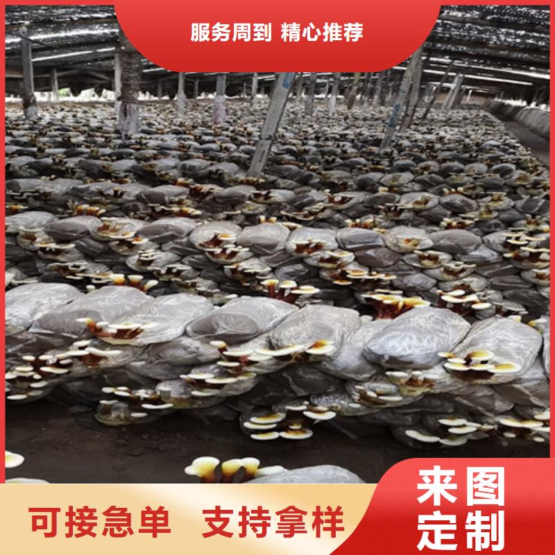 灵芝菌包视频-灵芝菌包|扬州市|仪征|江都|南通|宿迁|苏州|常州|徐州
