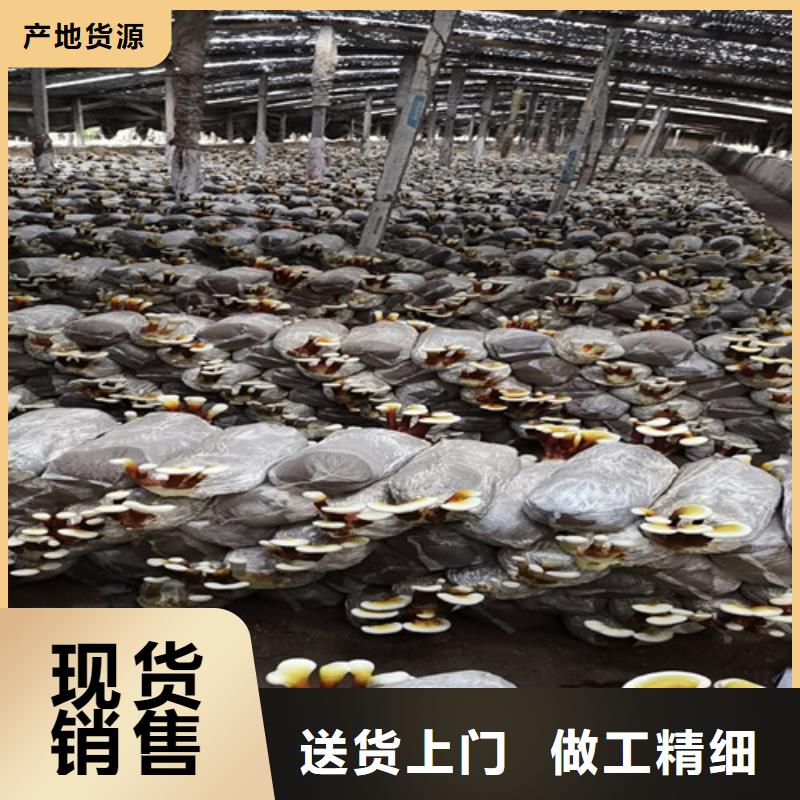 灵芝菌包-视频-新蔡|西平|濮阳|新乡|许昌|商丘云海灵芝菌包_ 云海灵芝种植专业社(驻马店市分公司)