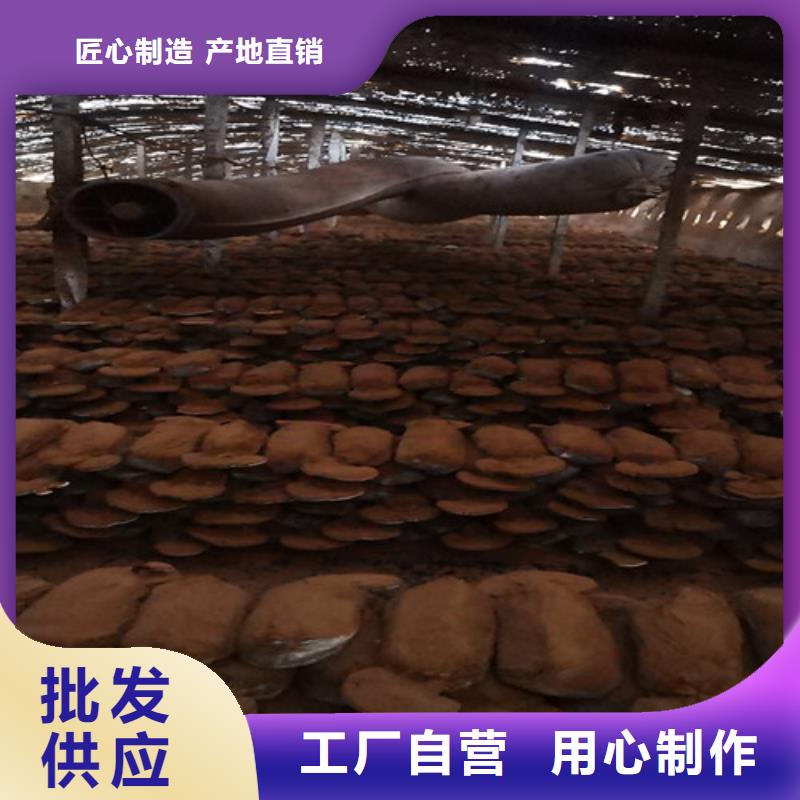 灵芝菌包-视频-灵芝菌包_江苏省扬州市市场覆盖宝应|江都|宿迁|淮安|苏州|南通|南京|常州|无锡等