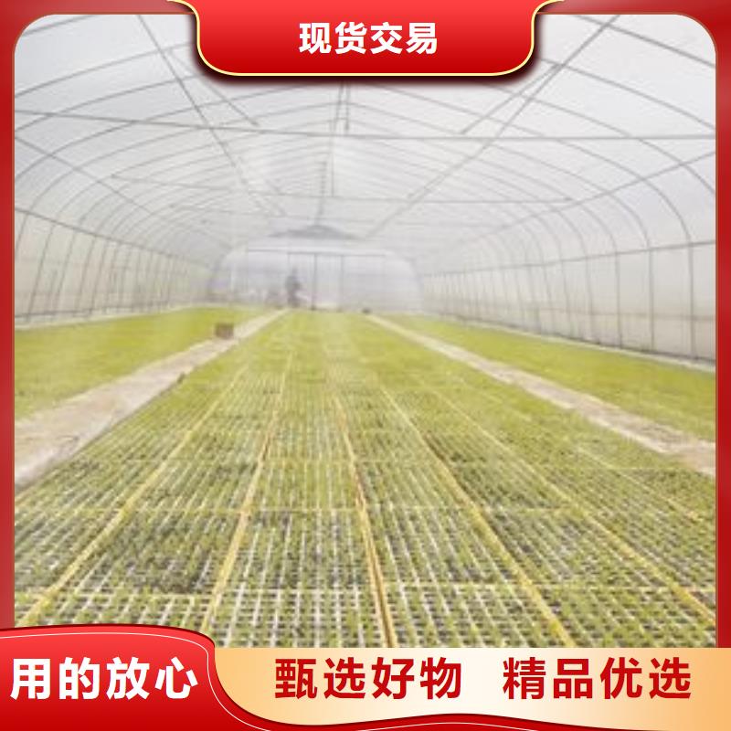 大棚管 连栋大棚管实时报价