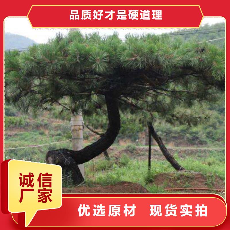 造型松奇石精选货源