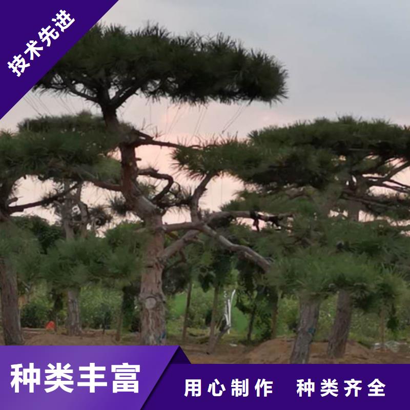 造型松造型油松品质保障价格合理