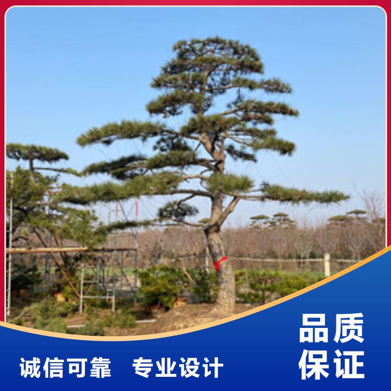 造型松迎客松产地货源