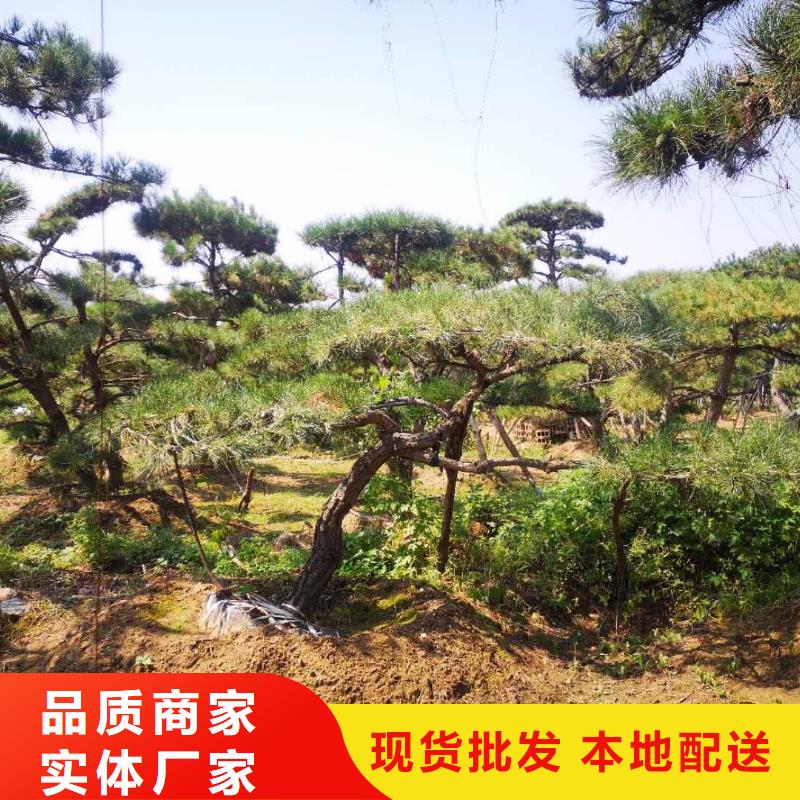  造型松应用广泛