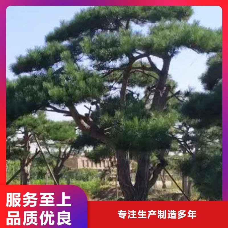 【造型松】迎客松支持定制贴心售后