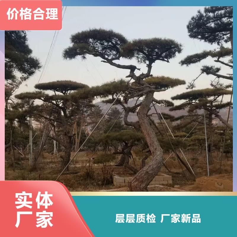 造型松 造型油松一手货源源头厂家