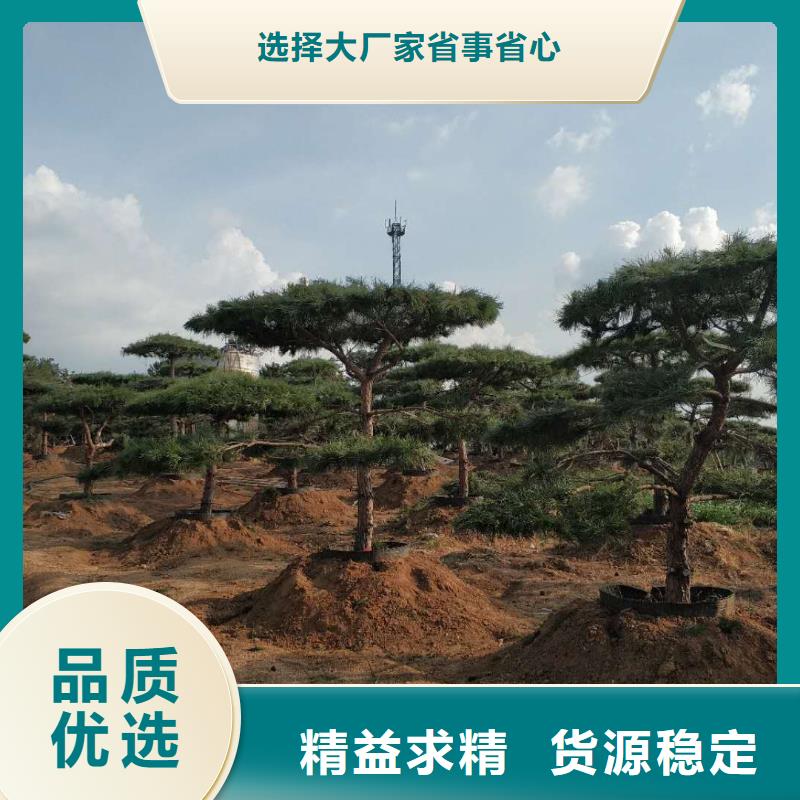【造型松】-平顶松一手价格