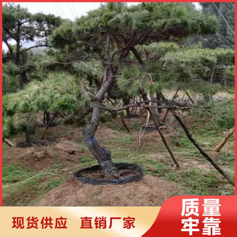 造型松盆景从厂家买售后有保障