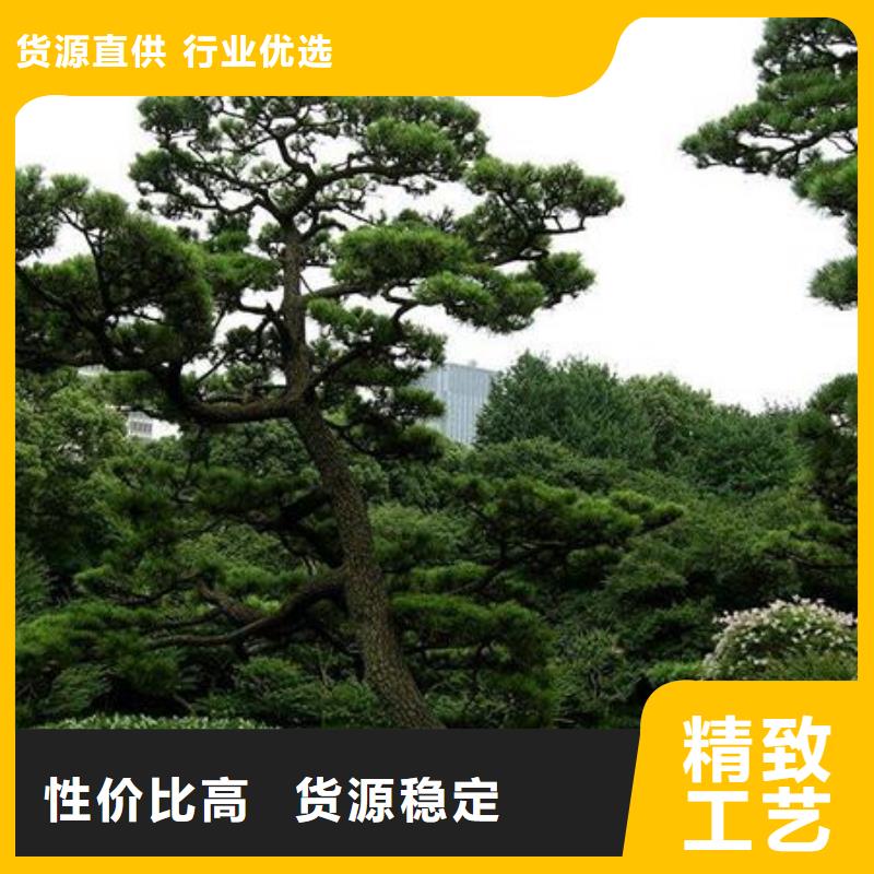 造型松造型松苗木欢迎来电咨询