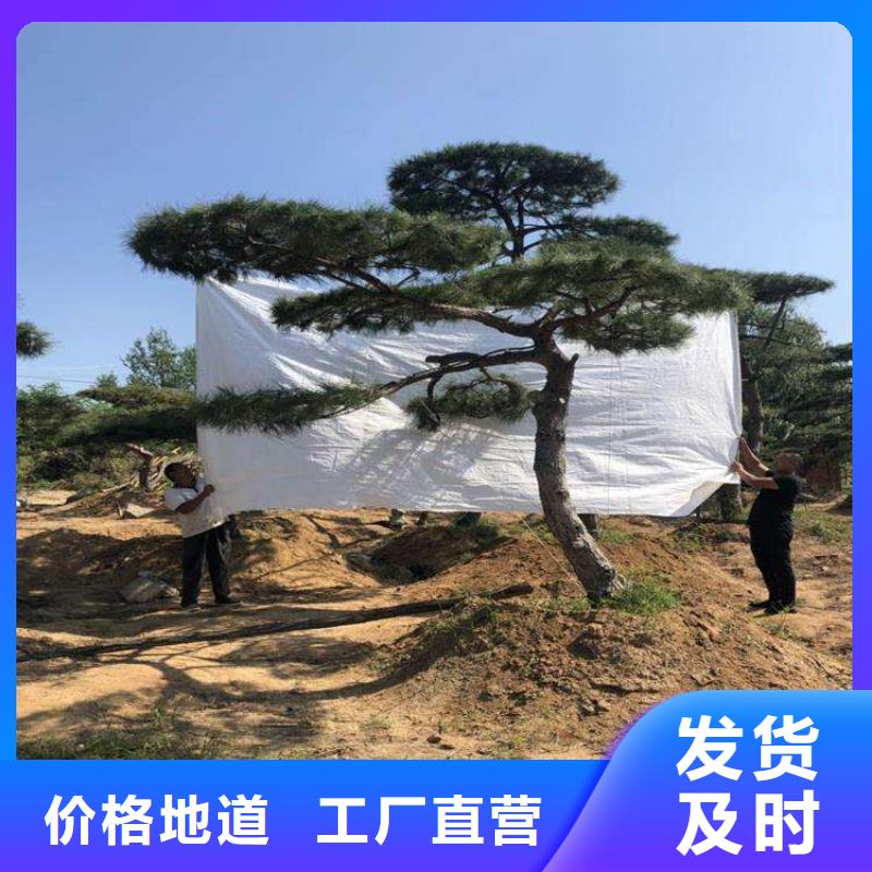 【造型松盆景厂家】