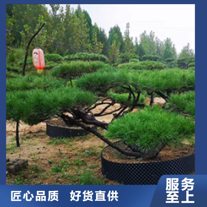  造型松用心制造