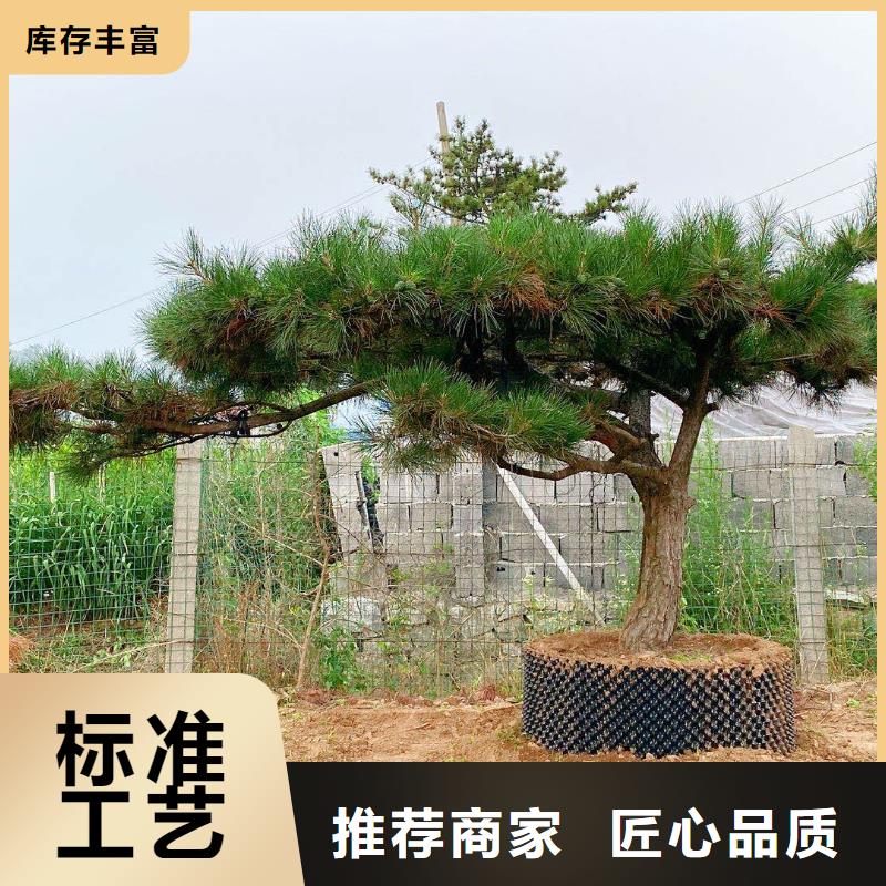 【造型松】_造型油松价格实惠工厂直供